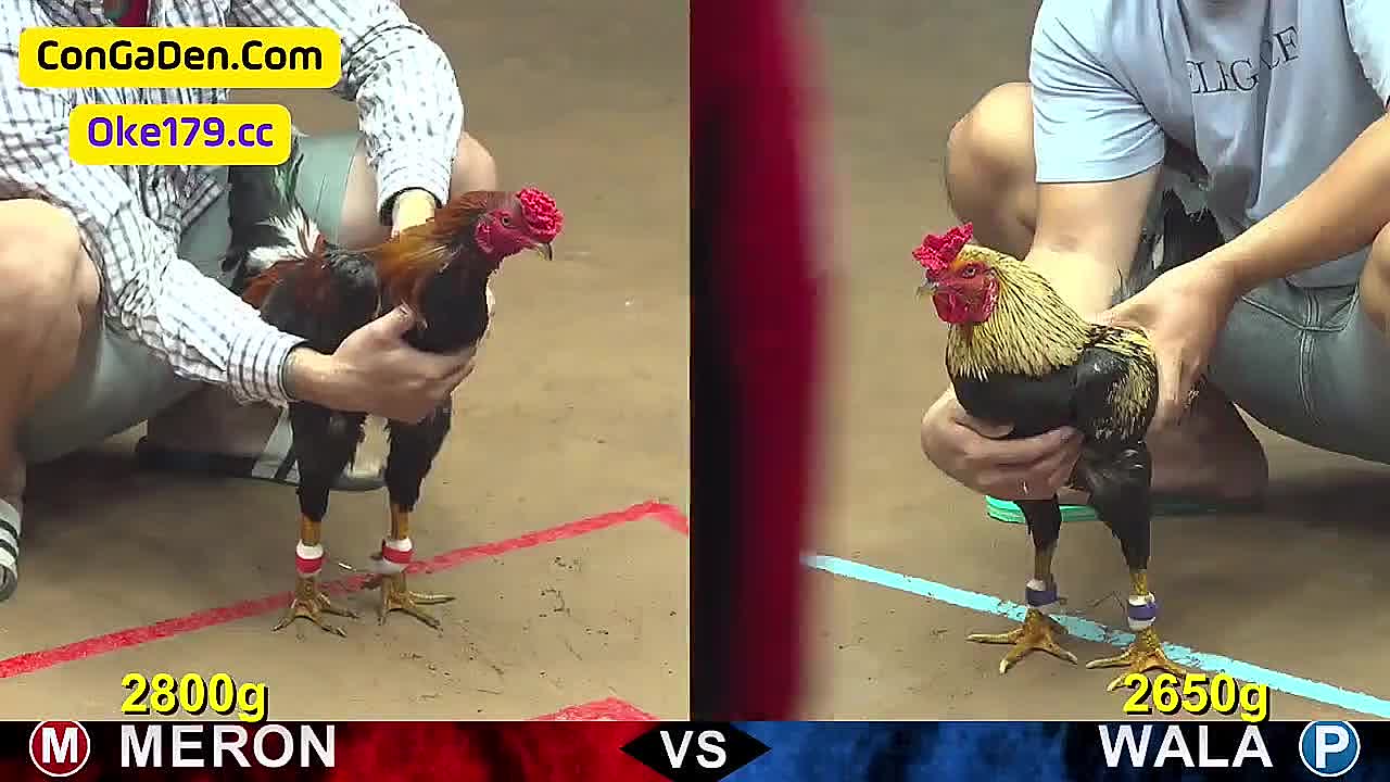 Quy trình và luật chơi đá gà